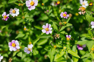 A beautiful array of vibrant blooms, showcasing delicate petals and lush greenery, inviting admiration and evoking a sense of tranquility in the heart of nature's splendor.