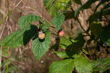 Wild raspberry bush with unripe raspberries