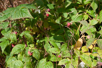 Wild raspberry bush with ripe raspberries