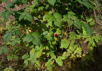 Wild raspberry bush