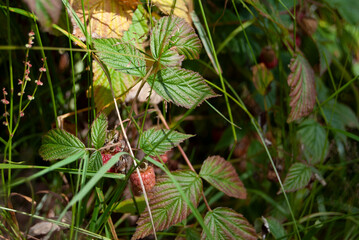 Branch of ripe and unripe wild raspberries