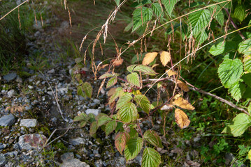 Wild raspberry bush