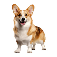 Obraz premium corgi dog