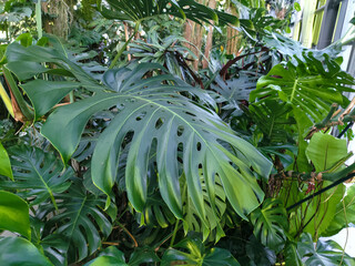 Monstera deliciosa plant, Philodendron, Swiss cheese plant, Tracheophytes, Angiosperms, Monocots © elphotographo