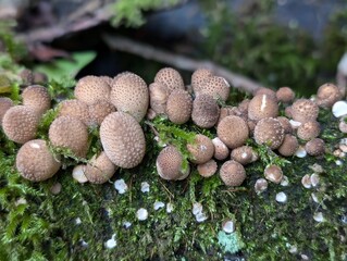 Stump Puffball fungi (Apioperdon pyriforme) in a British Woodland