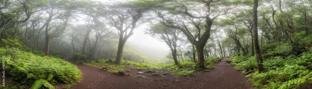 Wall mural misty forest path with lush greenery and sunlight filtering through the trees.