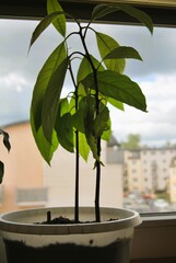 avocado grown from a seed 