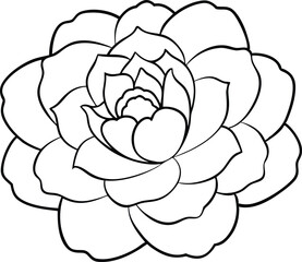 Vibrant Peony Flower Vector Graphic Ideal for Nature Inspired Projects
