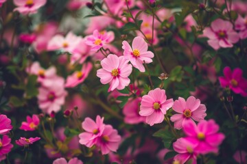 Obraz premium Vibrant pink cosmos flowers blooming in garden