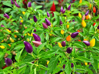 Beautiful Ornamental Peppers plant in the garden