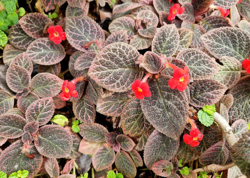 Beautiful Episcia cupreata flower in the garden