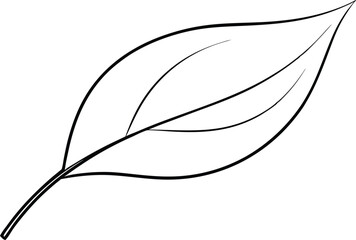 Curved Bay Leaf Design Vector Illustration for Botanical Art Enthusiasts
