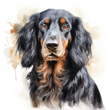 Watercolor painting of gordon setter with white background