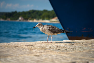 seagull