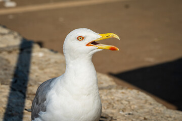seagull