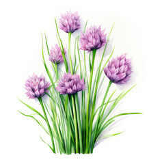 Fototapeta premium watercolor chives painting with white background