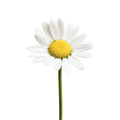 Close-up of a vibrant daisy flower on a transparent background