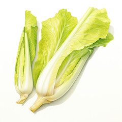 watercolor endive painting with white background