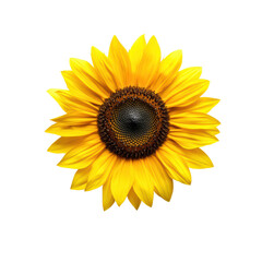 Fototapeta premium Vibrant sunflower with radiant yellow petals