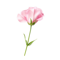 Fototapeta premium Elegant pink flower with delicate petals and green stem