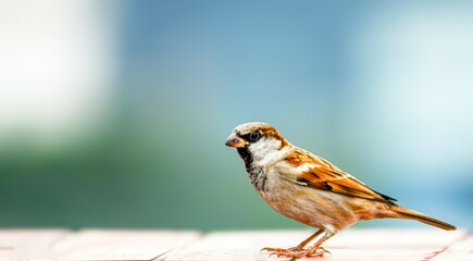 Close-up of a sparrow standing calmly with a soft blurred background, showcasing the beauty of...