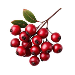 Fresh red berries with green leaves on a branch