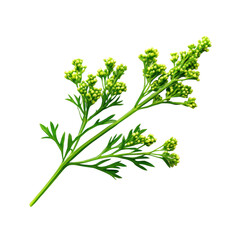 Fresh green herb sprig with budding flowers