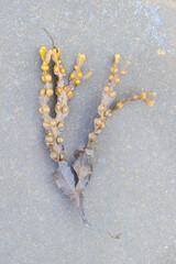 seaweed isolated 