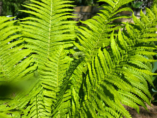 A green fern on a flower bed on a bright spring day.
