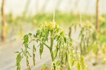 Naklejka premium agricultural, mistakes, agricultural mistakes, tomatoes, withered, agriculture, greenhouse, plant, glasshouse, herbicide, mistake, problem, leaves, field, green, botany, disappointment, flowers, plant