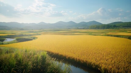 Fototapeta premium Golden Rice Fields in the Countryside