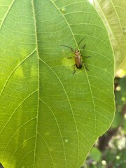 bug on leaf