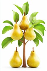 Ripe Pears on a Tree Isolated on White Background