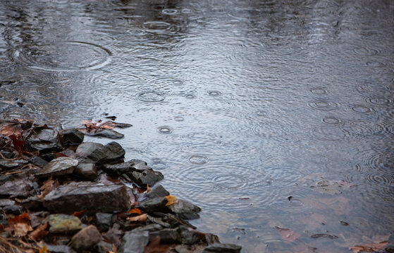 Raindrops form circles on calm water in a small river in