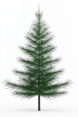 Obraz premium Isolated Pine Tree on White Background
