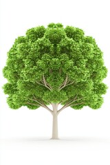 Fototapeta premium Isolated Oak Tree with Broad Canopy on White Background