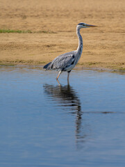 Garza real metida en una laguna marina con arena al fondo con intenciones de pescar