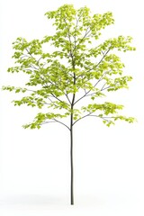 Isolated Hemlock Tree on White Background