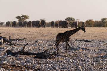 A herd of African Elephant -Loxodonta Africana- approaching a waterhole in Etosha national Park, Namibia. A lonely Giraffe at the foreground is anxiously awaiting the arrival of the herd.