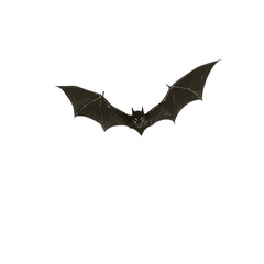 Fototapeta premium Dark Bat in Flight with Outstretched Wings