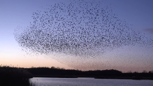 Large flock of birds flying in the evening light in starling murmuration England sunset UK 4K