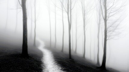 Obraz premium Misty Forest Enchantment, a serene black and white depiction of a fog-laden forest, evoking a sense of mystery and tranquility amidst towering trees and soft shadows.
