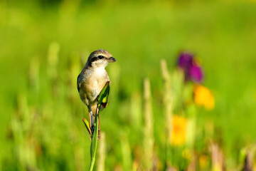 Bird Perched on Green Stem in Meadow