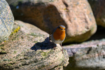 A European robin stands alert on a moss-covered rock, showcasing its vibrant orange breast against a backdrop of textured stones under bright sunlight