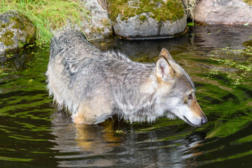 A wolf approaches a calm pond's edge, bending down to take a drink. Surrounding greenery adds to...