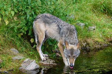 A wolf approaches a calm pond's edge, bending down to take a drink. Surrounding greenery adds to the serene atmosphere of its natural habitat © Ktr