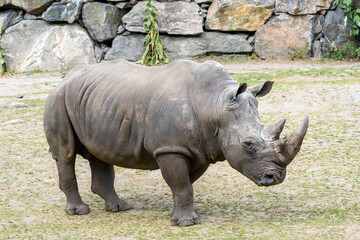 Obraz premium The rhinoceros appears relaxed as it grazes on grass near a rocky formation, showcasing its thick skin and prominent horn under the bright daylight