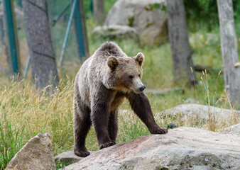 The bear explores its surroundings, moving confidently across a large rock in a lush, green...