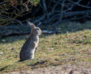 A brown rabbit is poised in a grassy area, ears perked up and alert, taking in its surroundings in the early morning light as it explores the meadow