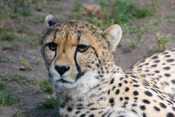 The cheetah lies comfortably on the earth, showcasing its distinctive spotted coat while observing its surroundings in the warm afternoon sun